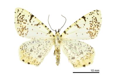 褐尾尺蛾 Ourapteryx variolaria 雌蟲