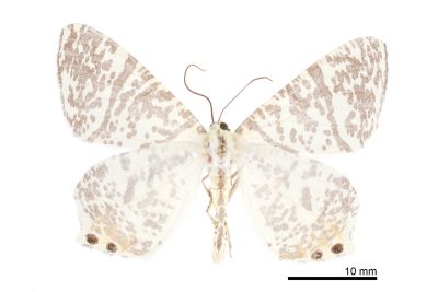 芝麻尾尺蛾 Ourapteryx venusta 雄蟲