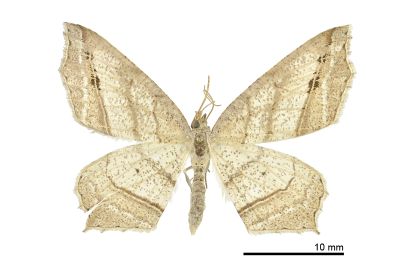 Oxymacaria deformis 雌蟲