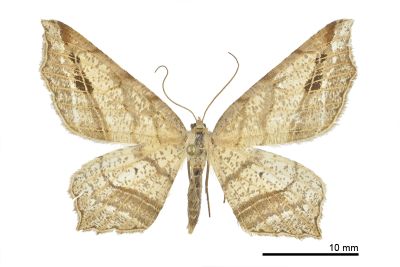 Oxymacaria deformis 雌蟲