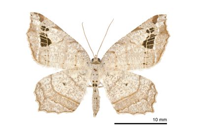 大斑截翅尺蛾 Oxymacaria normata arisana 雌蟲