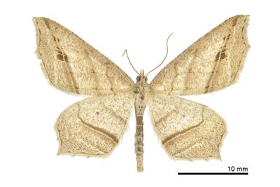 Oxymacaria deformis 雄蟲