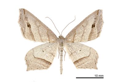 Oxymacaria deformis 雄蟲