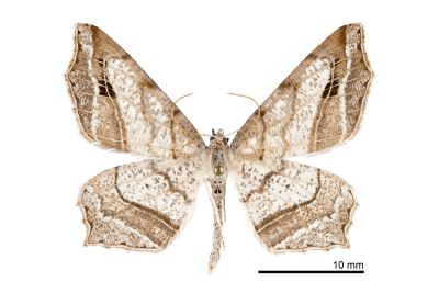 Oxymacaria deformis 雄蟲