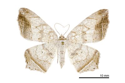 暗邊截翅尺蛾 Oxymacaria temeraria temeraria 雌蟲
