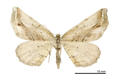 暗帶截翅尺蛾 Oxymacaria truncaria truncaria 雌蟲