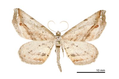 暗帶截翅尺蛾 Oxymacaria truncaria truncaria 雄蟲