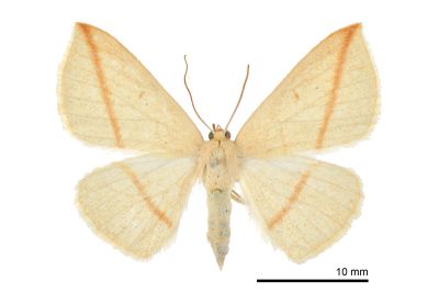 澄線尺蛾 Parabapta unifasciata 雌蟲