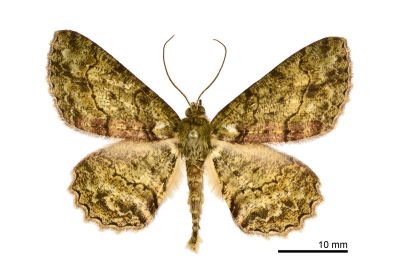 橄欖花尺蛾 Paradarisa chloauges chloauges 雄蟲