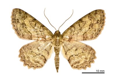 橄欖花尺蛾 Paradarisa chloauges chloauges 雄蟲
