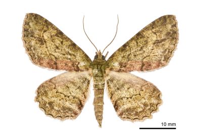 橄欖花尺蛾 Paradarisa chloauges chloauges 雄蟲