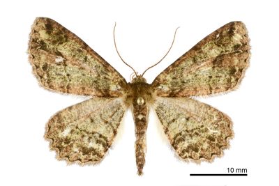 小橄欖花尺蛾 Paradarisa comparataria rantaizanensis 雄蟲