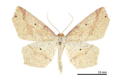 淡黃尺蛾 Pareclipsis serrulata 雄蟲