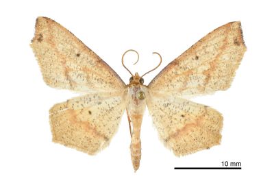 淡黃尺蛾 Pareclipsis serrulata 雄蟲