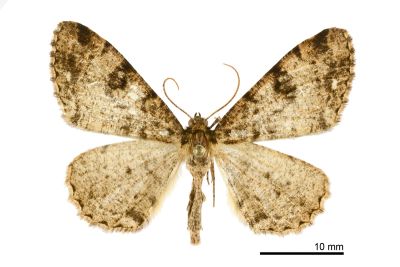 粗紋雙白斑尺蛾 Parectropis nigrosparsa 雄蟲