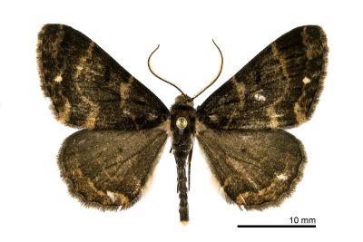 雙白斑尺蛾 Parectropis subflava 雄蟲
