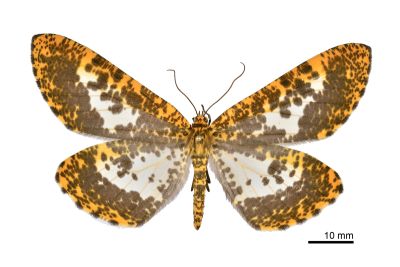 狹翅豹紋尺蛾 Parobeidia gigantearia marginifascia 雌蟲