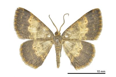 寬晶尺蛾 Peratophyga grata stuningi 雄蟲
