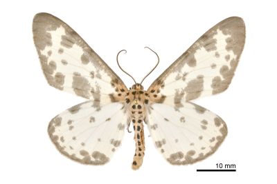 長緣星尺蛾 Percnia longitermen 雄蟲