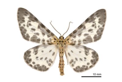 雙胡麻斑星尺蛾 Percnia luridaria nominoneura 雄蟲