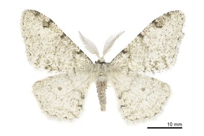 大和田扉冬尺蛾 Phigalia owadai 雄蟲