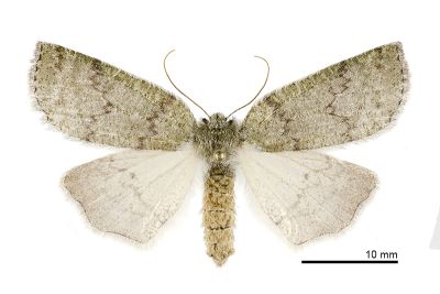 Planociampa chloriza 雌蟲
