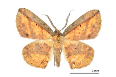 前帶花尺蛾 Platycerota vitticostata 雄蟲