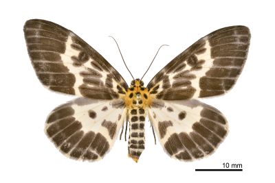 雙排緣尺蛾 Pogonopygia nigralbata 雌蟲
