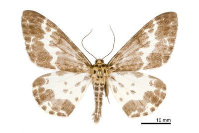 三排緣尺蛾 Pogonopygia pavida pavida 雄蟲