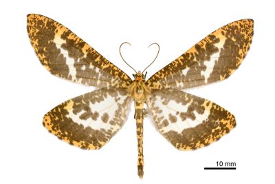 狹翅豹紋尺蛾 Parobeidia gigantearia marginifascia 雌蟲
