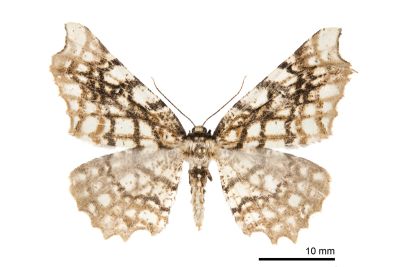 白斑尺蛾 Proteostrenia eumimeta 雌蟲