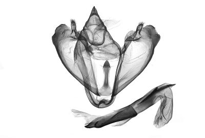 白斑尺蛾 Proteostrenia eumimeta 雄蟲