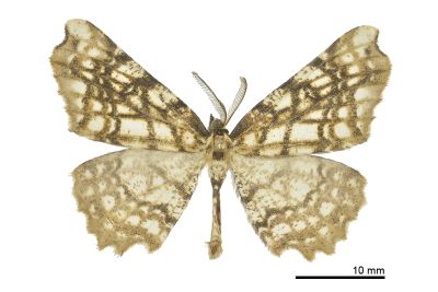 白斑尺蛾 Proteostrenia eumimeta 雄蟲