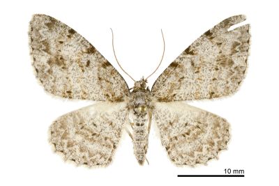碎齒紋尺蛾 Protoboarmia amabilis 雌蟲