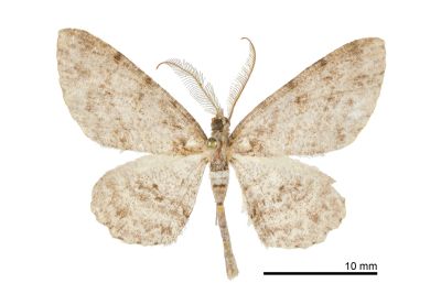 碎齒紋尺蛾 Protoboarmia amabilis 雄蟲