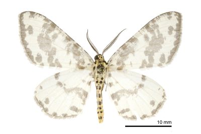 仿金星尺蛾 Pseudabraxas taiwana 雄蟲