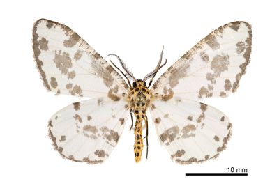 仿金星尺蛾 Pseudabraxas taiwana 雄蟲