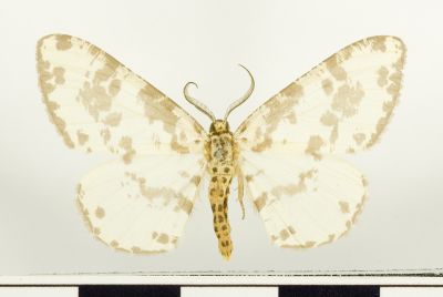 仿金星尺蛾 Pseudabraxas taiwana 雄蟲