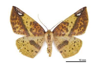 頂斑黃普尺蛾 Pseudomiza aurata 雌蟲
