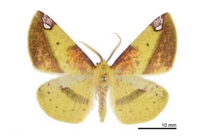 頂斑黃普尺蛾 Pseudomiza aurata 雄蟲