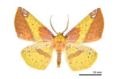 頂斑黃普尺蛾 Pseudomiza aurata 雄蟲