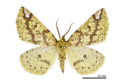 綠絨普尺蛾 Pseudomiza flavitincta 雄蟲