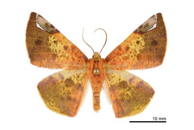 黑頂斑黃普尺蛾 Pseudomiza leucogonia 雄蟲