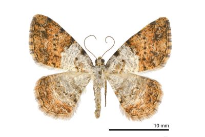 白基擬霜尺蛾 Psilalcis albibasis 雌蟲