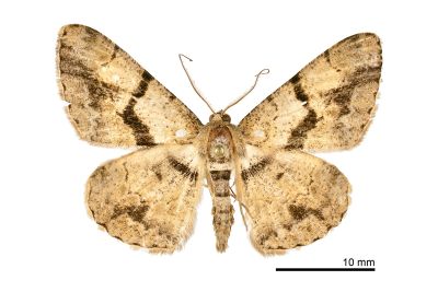屈帶擬霜尺蛾 Psilalcis diorthogonia 雄蟲