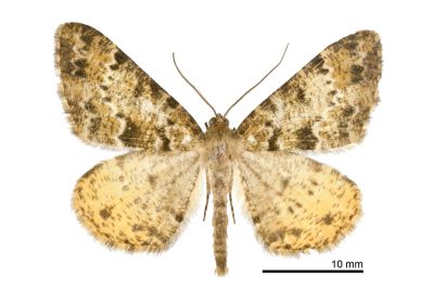 黃星擬霜尺蛾 Psilalcis nigrifasciata 雄蟲