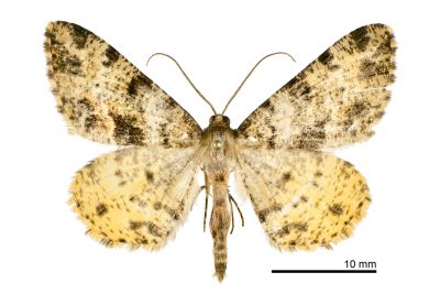 黃星擬霜尺蛾 Psilalcis nigrifasciata 雄蟲