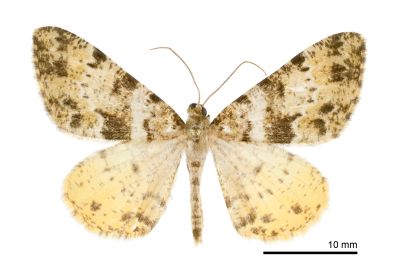 黃星擬霜尺蛾 Psilalcis nigrifasciata 雄蟲