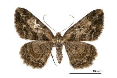 碎紋擬霜尺蛾 Psilalcis pulveraria 雌蟲
