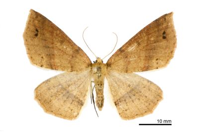 雙斑黃絨尺蛾 Psyra spurcataria 雌蟲